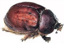 Cochineal Beetle